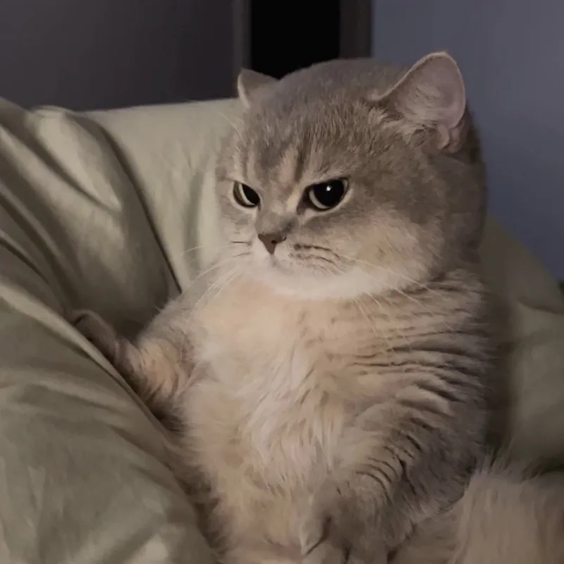 Meme nóng giận giúp thể hiện cảm giác giận dữ qua những biểu cảm thú vị.