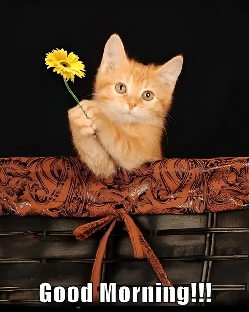 Dog meme hi là cách chào hỏi cực kỳ dễ thương từ loài chó.