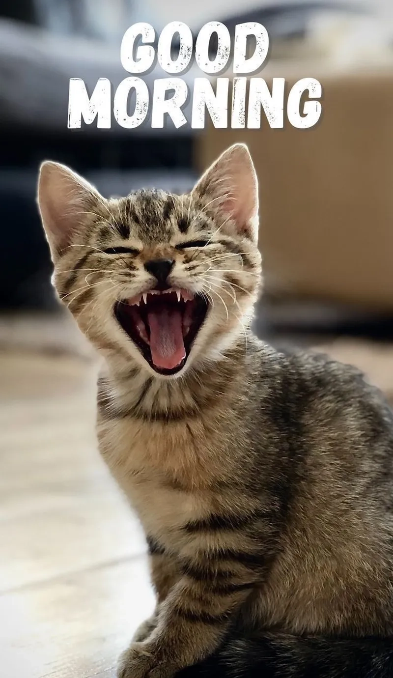 Omg meme hi mang đến sự ngạc nhiên và hài hước trong những lần chào hỏi.