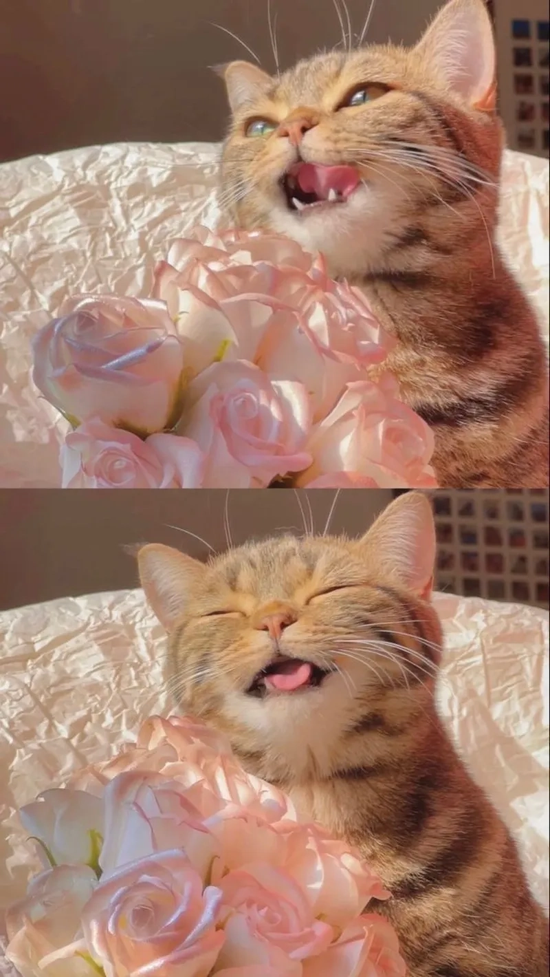 Meme ảnh mèo tặng nhẫn là món quà đặc biệt đầy lãng mạn cho các cặp đôi.