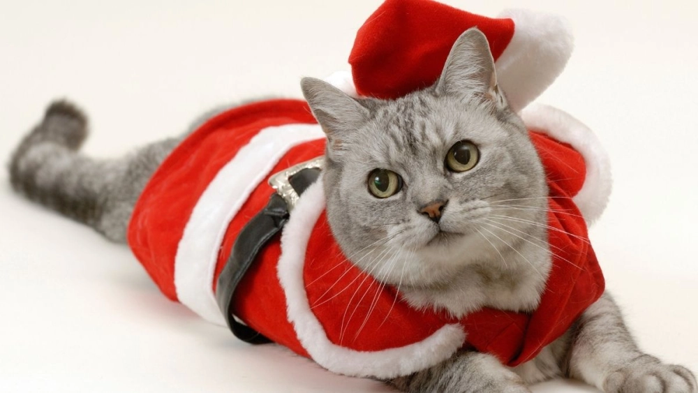 Avatar mèo noel meme là hình ảnh dễ thương không thể thiếu trong mùa lễ Giáng sinh.