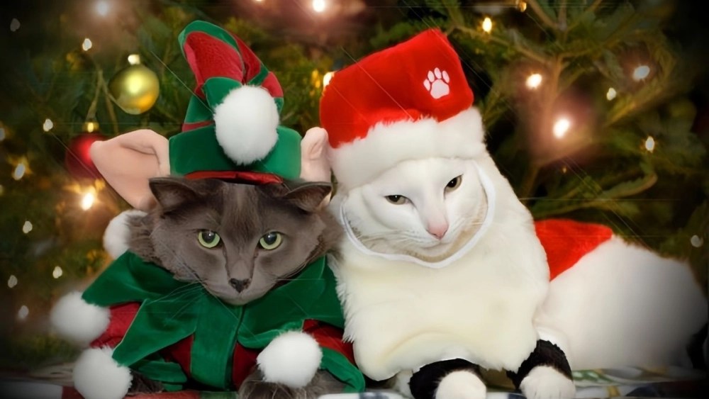 Mèo meme noel khiến bạn cảm thấy ấm áp và đầy niềm vui trong mùa lễ này.