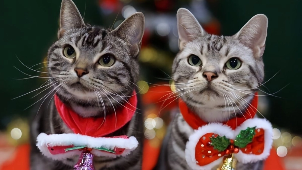 Ảnh noel mèo meme ngọt ngào, là lựa chọn tuyệt vời cho những ai yêu mèo và lễ hội.