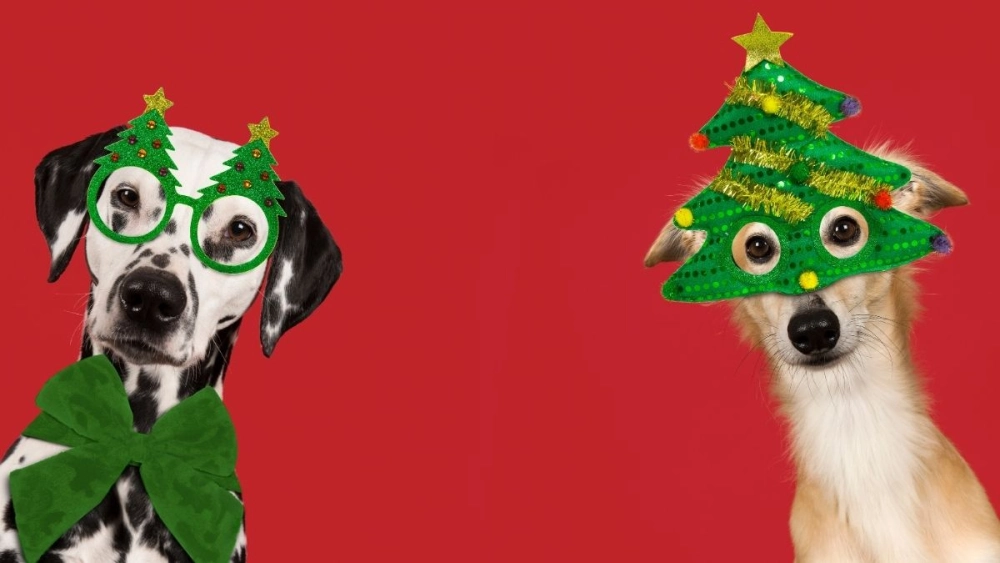 Cat meme noel đầy thú vị, tạo nên một không khí vui nhộn cho mùa lễ hội.