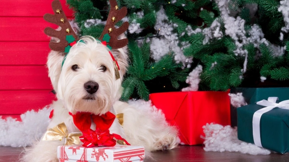 Mèo đội mũ noel meme là hình ảnh hài hước, làm sáng bừng không khí lễ Giáng sinh.