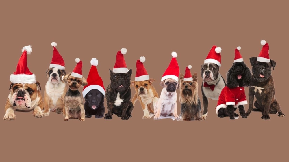 Noel meme vui nhộn và đầy màu sắc, là phần không thể thiếu trong mùa Giáng sinh.