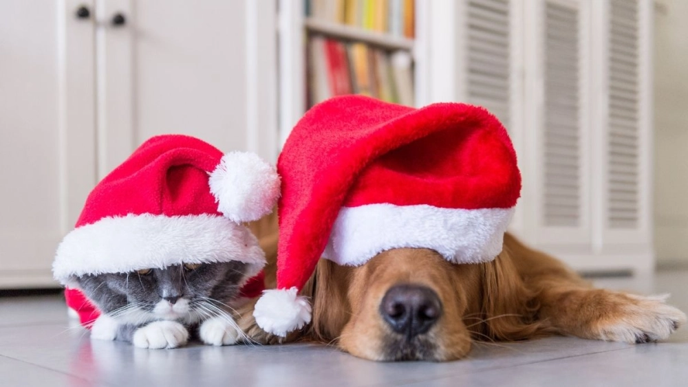 Chó noel meme dễ thương và vui nhộn, làm không khí Giáng sinh thêm phần sinh động.