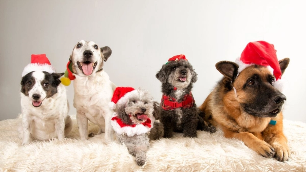 Hình meme noel tạo ra không gian vui vẻ và ấm cúng cho dịp Giáng sinh.