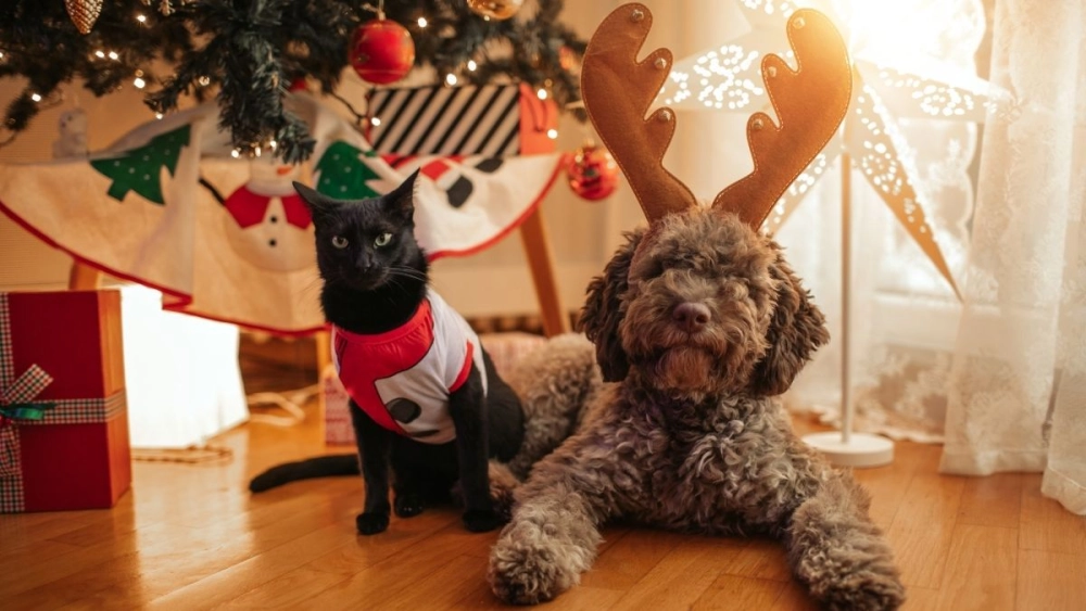 Deco de noel a faire soi meme là những cách trang trí Giáng sinh tự làm đầy sáng tạo.