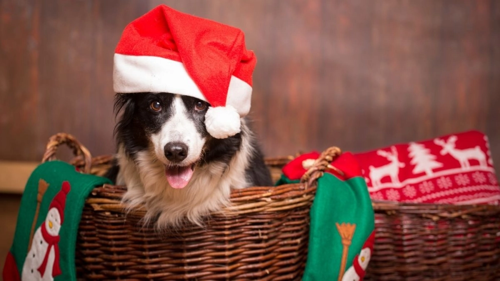 Cây thông noel meme làm không khí Giáng sinh thêm sống động với hình ảnh vui nhộn.