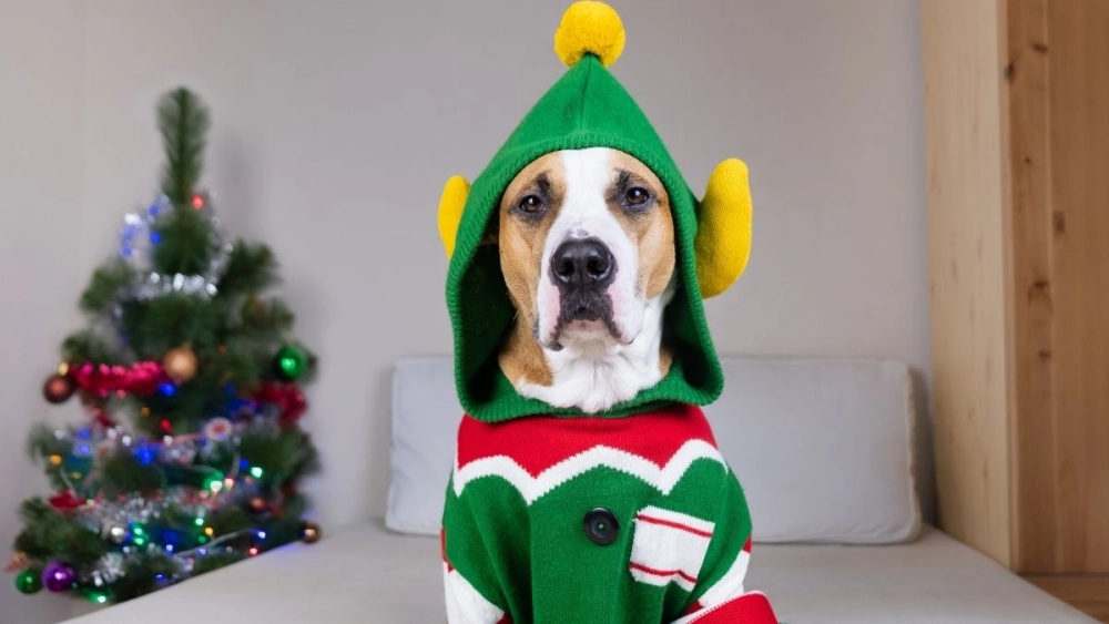 Meme de noel thể hiện sự vui nhộn và dễ thương trong mùa Giáng sinh.