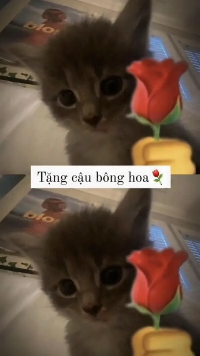 Meme tặng hoa hồng này mang đến sự lãng mạn và hài hước đáng yêu.