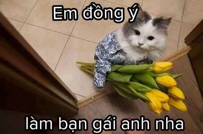 Meme mèo tặng trái tim này rất dễ thương và mang đến cảm giác ấm áp.