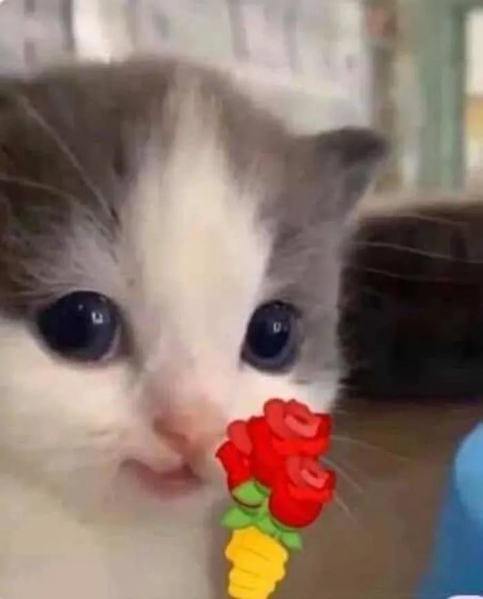 Meme mèo tặng nhẫn này mang đến sự dễ thương và đáng yêu.