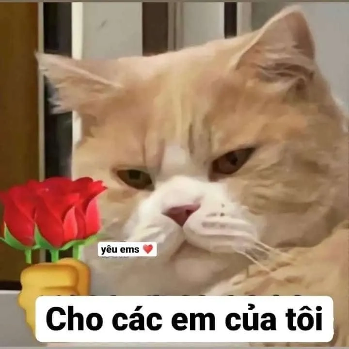 Meme tặng hoa mèo này tạo ra không khí vui nhộn và dễ chịu.