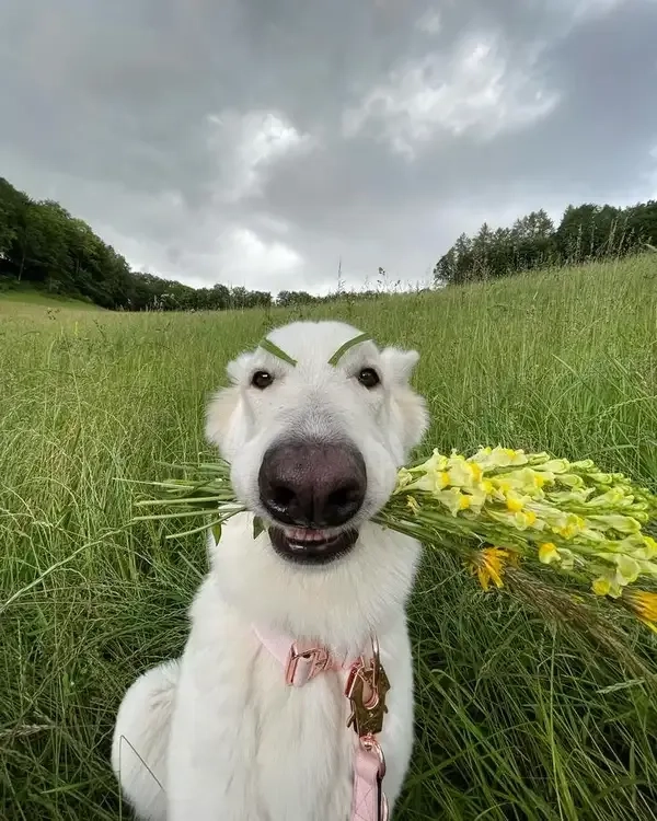 Meme đưa tiền này rất dễ thương và đáng yêu.