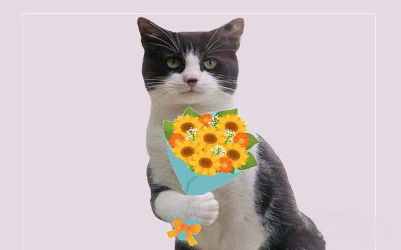 Ảnh meme mèo tặng hoa là một cách tuyệt vời để bày tỏ tình cảm qua món quà đặc biệt.