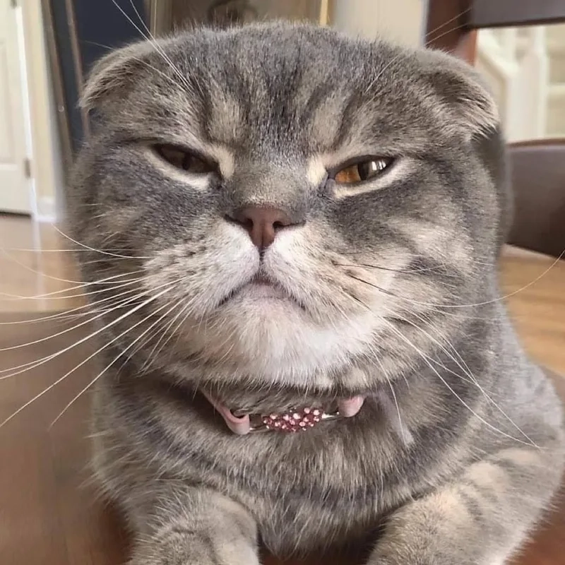 Mèo giận dữ meme thể hiện sự giận dữ mạnh mẽ của những chú mèo đáng yêu.