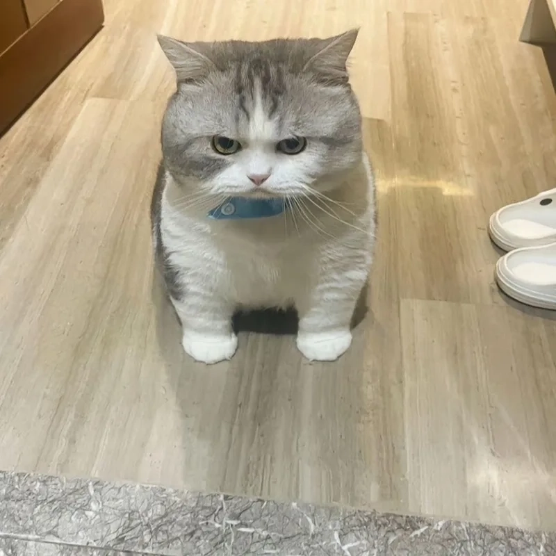 Mèo meme tức giận làm bạn không thể không cười vì vẻ mặt giận dỗi của mèo.