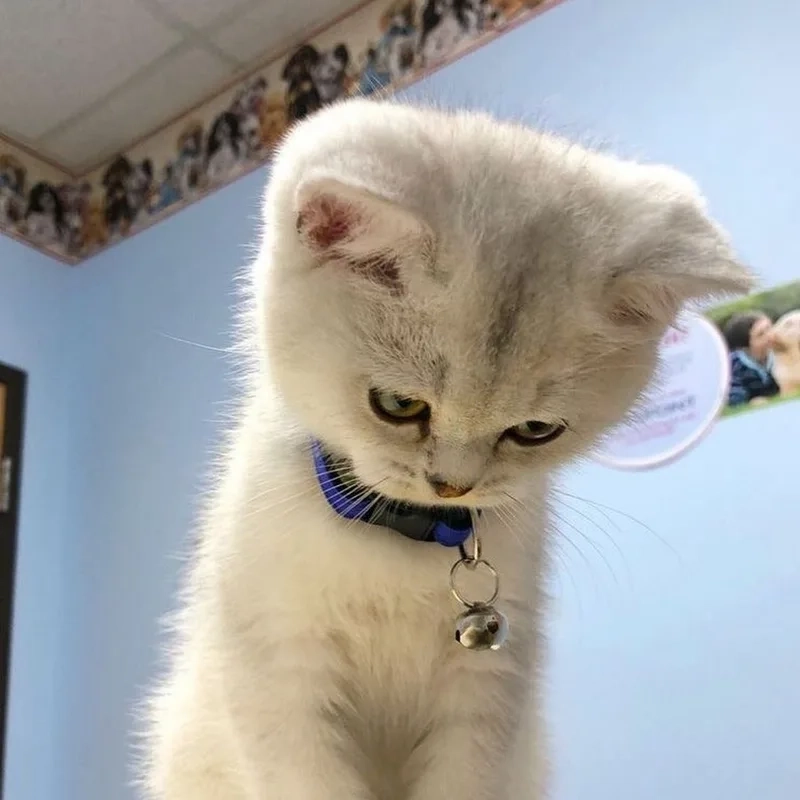 Meme cáu giận luôn mang lại sự hài hước từ những tình huống tức giận.