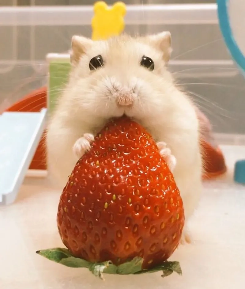 Meme ảnh chuột hamster hài hước sẽ khiến bạn không thể nhịn được cười.