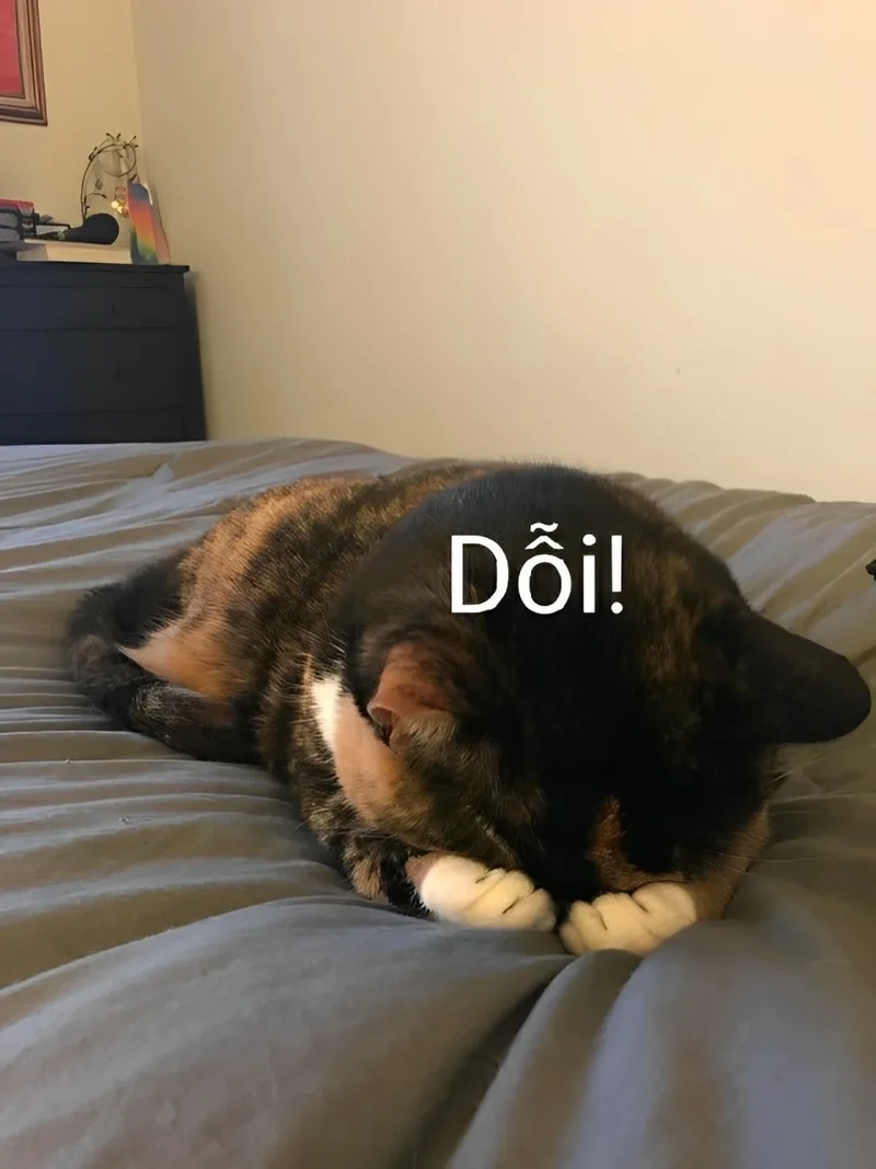 Đừng giận nữa meme giúp làm dịu đi sự căng thẳng và mang lại tiếng cười.