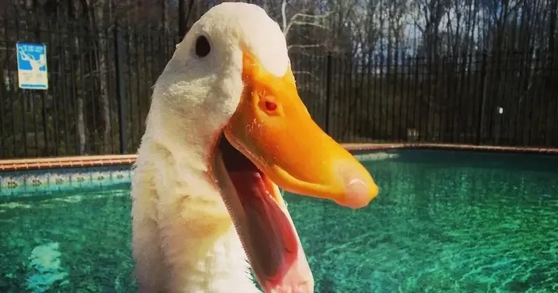 Cute meme ảnh con vịt cầm dao làm mọi người không thể nhịn cười vì sự hài hước.