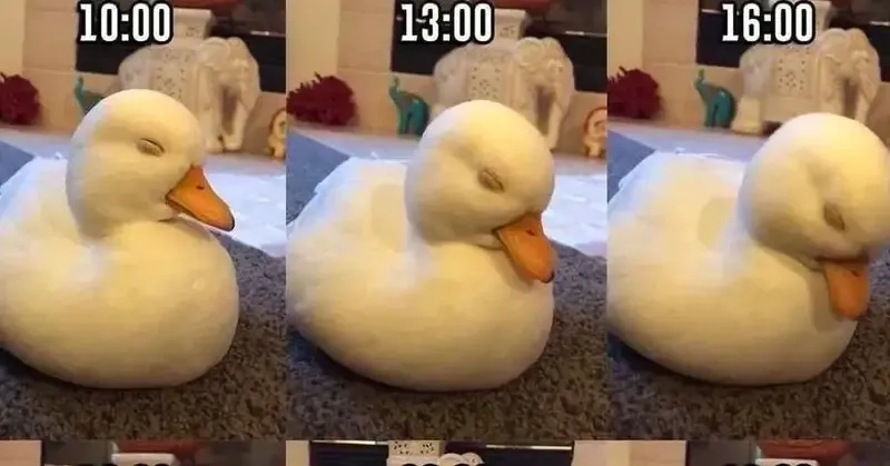 Ảnh meme vịt dễ dàng gây chú ý với hình ảnh độc đáo và dễ thương.