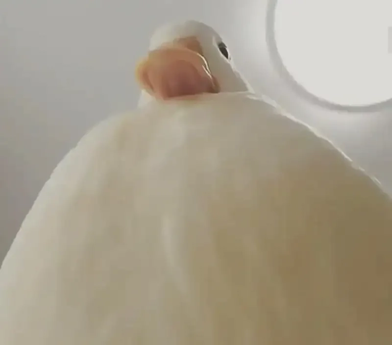 Meme ảnh vịt chế luôn đem đến những tình huống thú vị và bất ngờ.