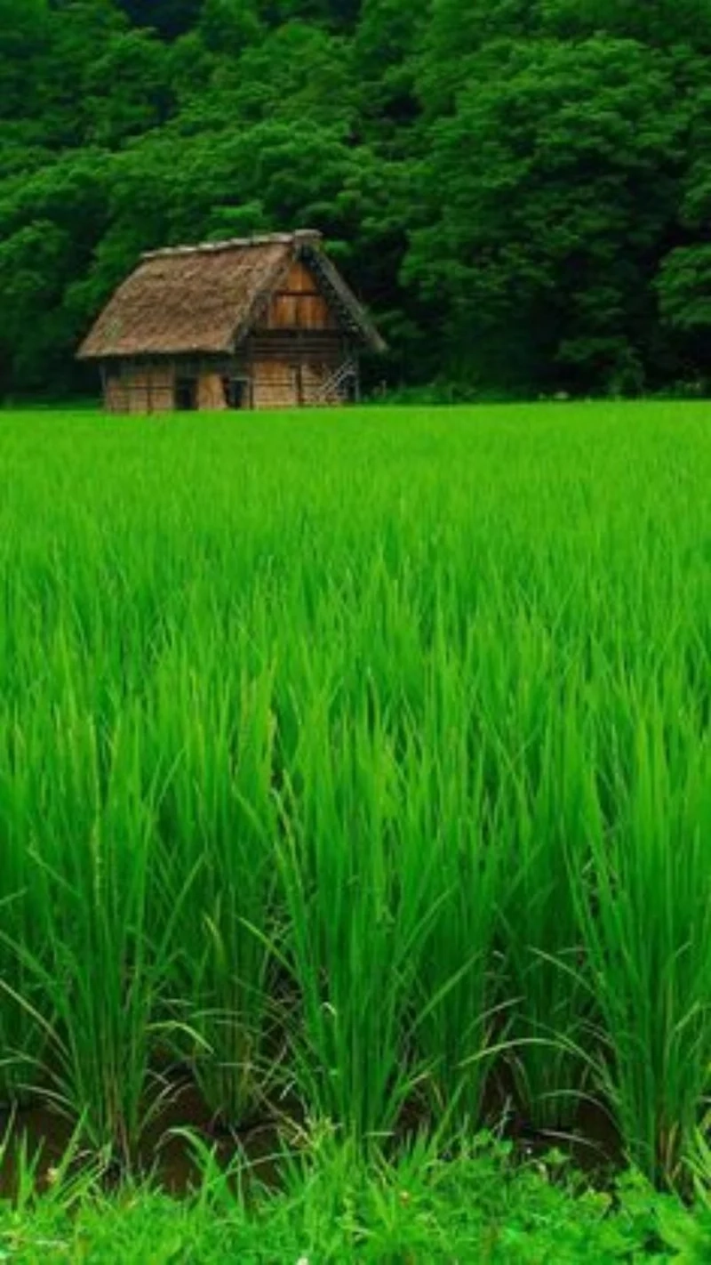 Ảnh hình nền điện thoại đẹp, làm nổi bật màn hình