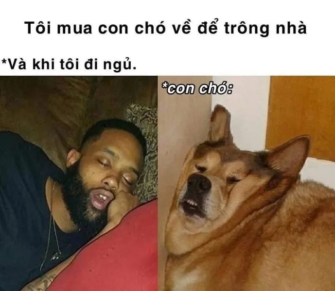 Cười xả stress trước khi ngủ với meme chúc ngủ ngon hài siêu lầy