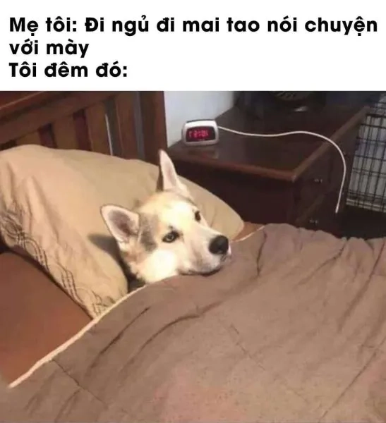 Đáng yêu quá trời với meme mèo ngủ nhìn là muốn ngủ ngay