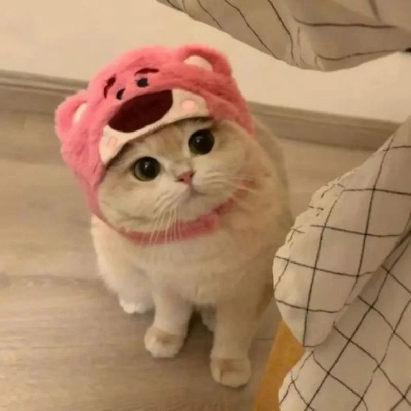 Avatar mèo hài, mang lại tiếng cười cho mọi người