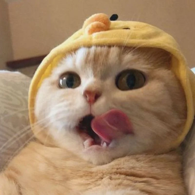 Hình avatar mèo dễ thương, tạo điểm nhấn độc đáo