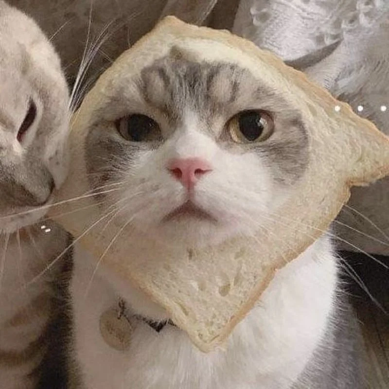 Avatar mèo xinh, thể hiện cá tính của bạn