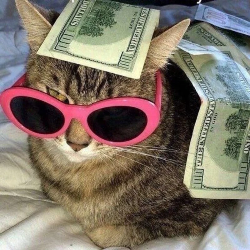 Hình avatar con mèo dễ thương, làm đẹp cho trang cá nhân