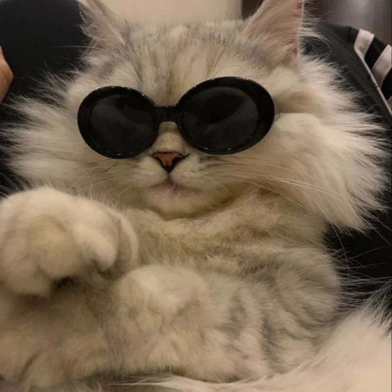 Ảnh meme avatar vô tri mèo khiến mọi người bật cười