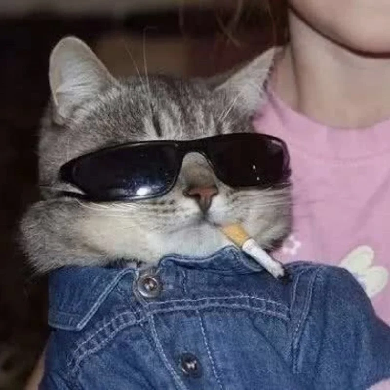 Avatar mèo hoạt hình ngộ nghĩnh, đầy màu sắc