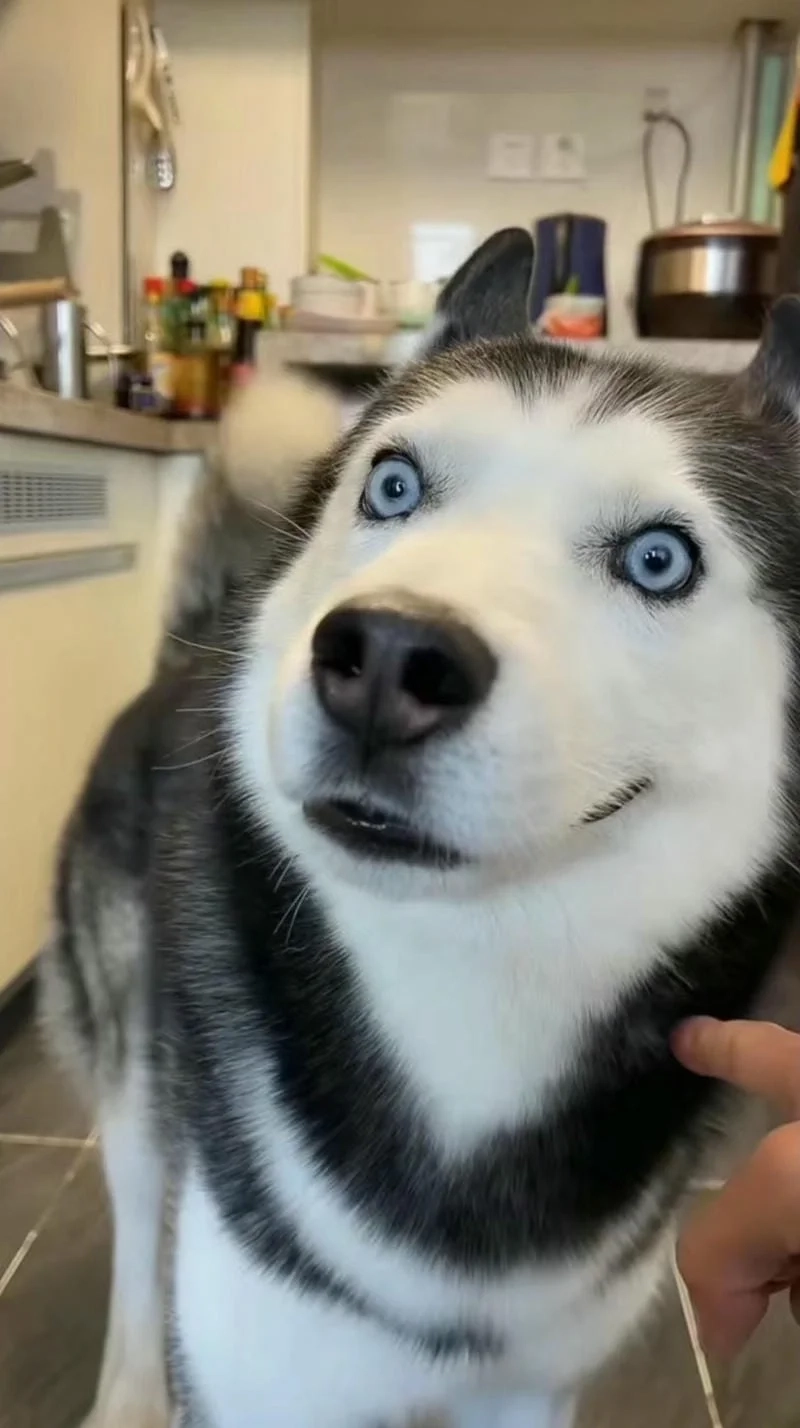 Hình avatar hài, dễ thương và đầy tính giải trí