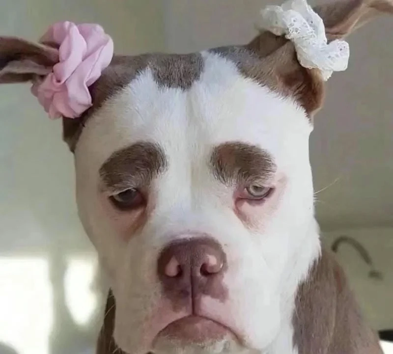 Avatar hài hước nhất, làm sáng bừng mọi trang cá nhân