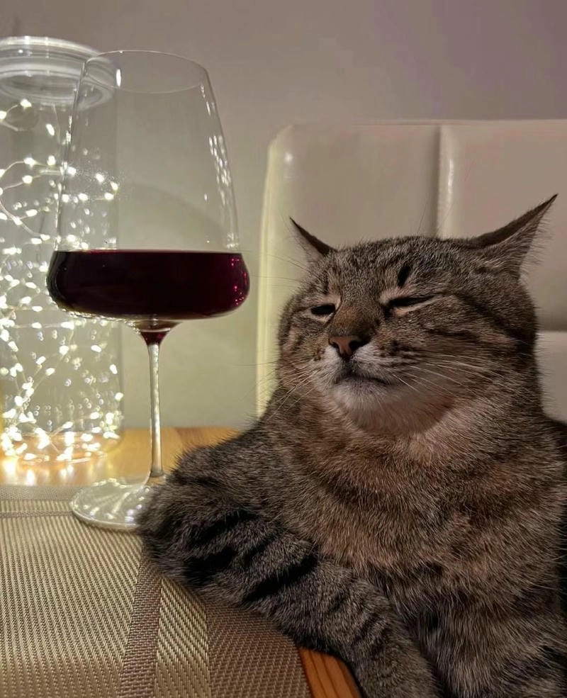 Avatar hài hước cho Facebook, khiến bạn nổi bật ngay lập tức