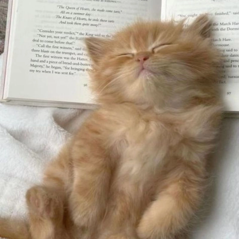 Avatar vô tri hài hước mèo, tạo nên sự thú vị