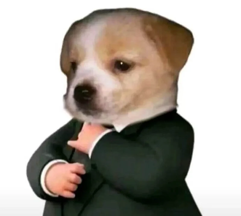 Con chó hài hước làm sáng bừng không gian với nụ cười