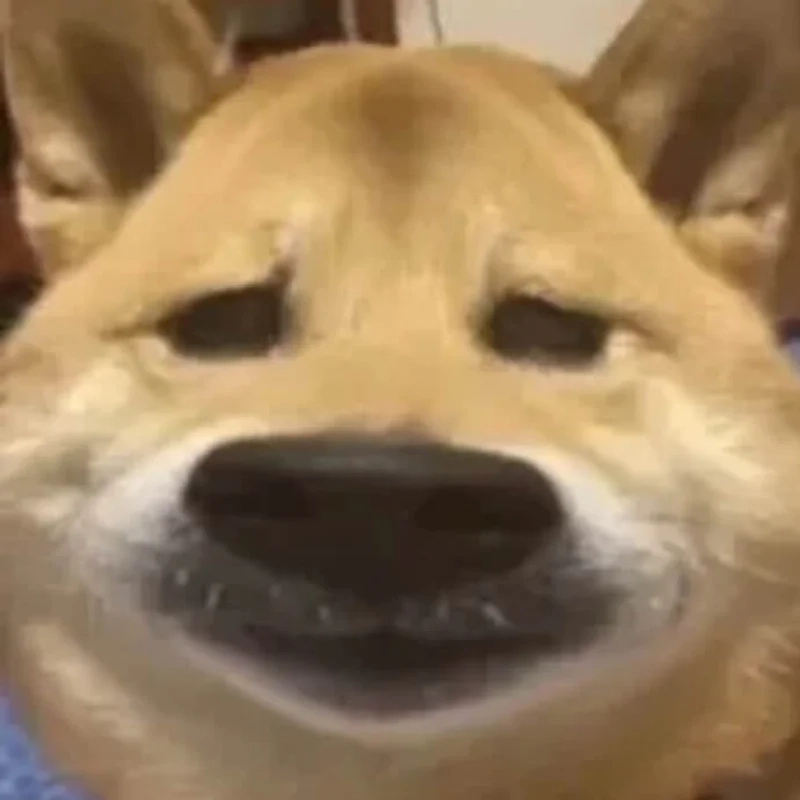 Meme chó hài với biểu cảm ngộ nghĩnh làm bùng nổ cười