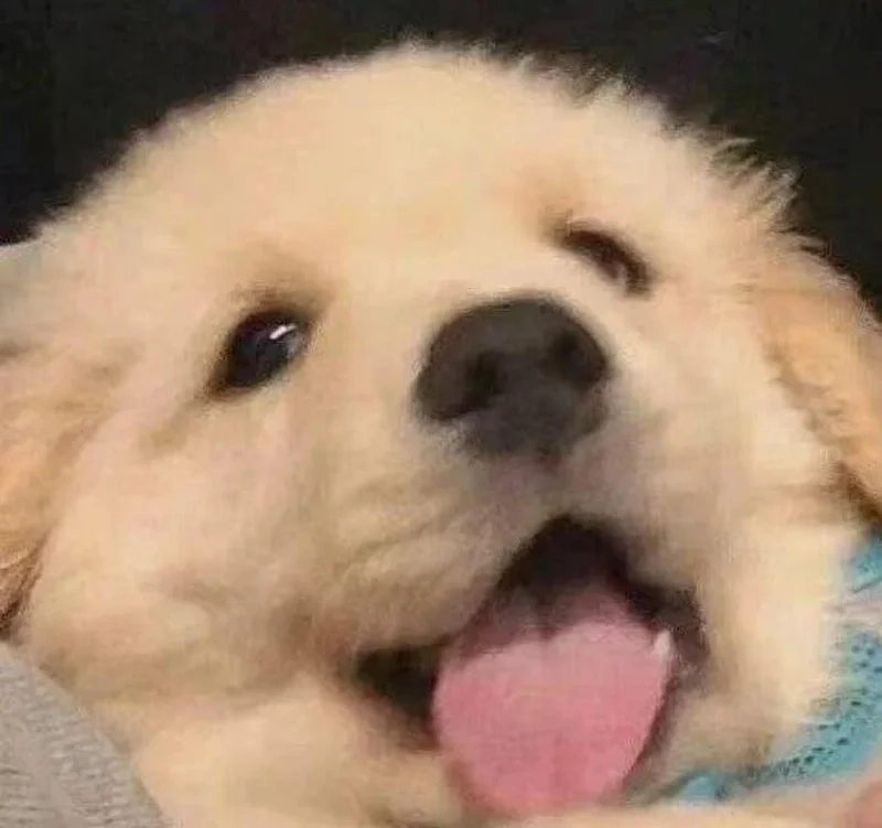 Chó meme cười duyên dáng tạo nên những giây phút vui vẻ