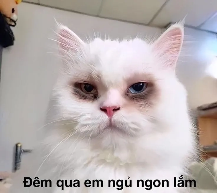 Giận mà vẫn rơi nước mắt như angry crying meme