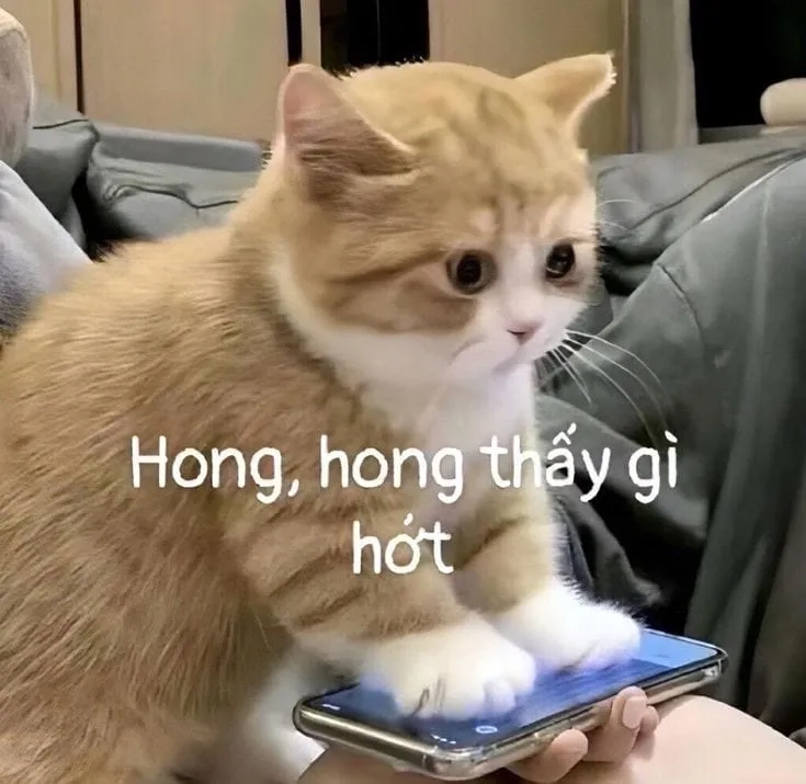 Khi lỡ tay đầu tư sai và chỉ biết dùng cry money meme