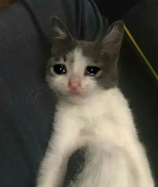 Khi bạn cảm thấy buồn như crying cat meme nhưng vẫn phải làm việc