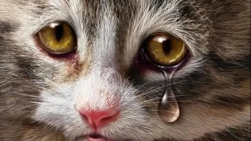 Biểu cảm của bạn khi thấy giá tăng vọt trong meme cat cry