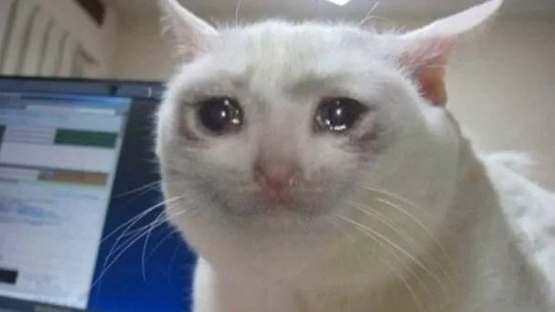 Khi bạn muốn mạnh mẽ nhưng vẫn khóc như cat crying meme